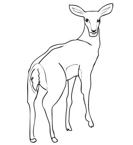 Female Impala Antelope Coloring Page